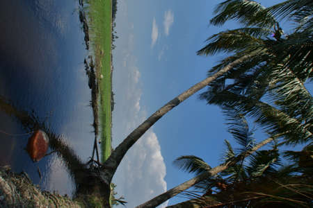 Beautiful evening view with cloudy sky at green paddy field and coconut tree as framingの写真素材