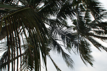 Beautiful evening view with cloudy sky at green paddy field and coconut tree as framingの写真素材