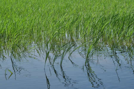 Beautiful evening view with cloudy sky at green paddy field and coconut tree as framingの写真素材