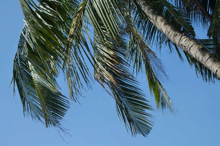 Beautiful evening view with cloudy sky at green paddy field and coconut tree as framingの写真素材