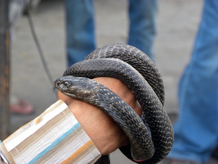 PAKISTAN/KARACHI_LOCAL SNAKE CHARMER SHOWING SNAKE IN FRONT OF PEOPLE TODAY ON THURSDAY 29 MARCH 2012                                 のeditorial素材