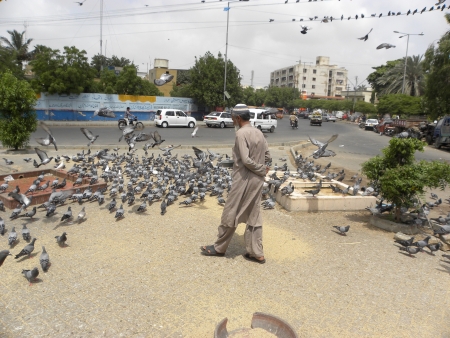 PAKISTAN/KARACHI_SENIOR MAN FEEDING PIGEONS ON ROAD, PEOPLE FEEDS PIGEONS HERE BY FEEDING PIGEONS PEOPLE GOT HAPPYNESS TODAY ON SUNDAY 8 JULY 2012                                                         のeditorial素材