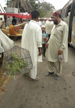 PAKISTAN/KARACHI_STREET VENDOR SELLING BIRDS,PARROTS IN CAGED ON STREET ROADS TODAY ON SUNDAY 15 JULY 2012 IN KARACHI               のeditorial素材