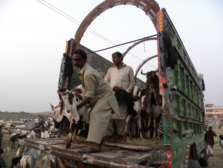 KARACHI/PAKISTAN_MAN FORCE TO PUT DOWN  SACRIFICIAL ANIMALE FROM TRUCK IN CATTLE MARKET (BAKRA MANDI)  NINE DAYS LEFT CELEBRATE EID -UL-AZHA FESTIVAL HERE ON THURSDAY 18 OCTOBER 2012 IN KARACHI                                  のeditorial素材