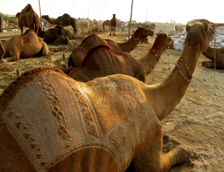 KARACHI/PAKISTAN_DECORATED CAMELS ARE ON SALE AT LIVESTOCK MARKET FOR UPCOMING ISLAMIC EVENT EID-UL-AZHA FESTIVAL HEAD IN PAKSITAN HERE ON SATURDAY 20 OCTOBER 2012 のeditorial素材