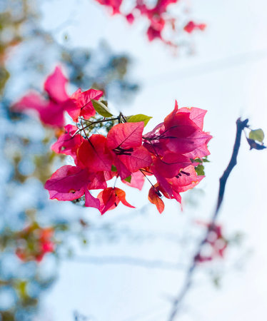 Bougainvillea glabra, the lesser bougainvillea or paperflower, is the most common species of...
