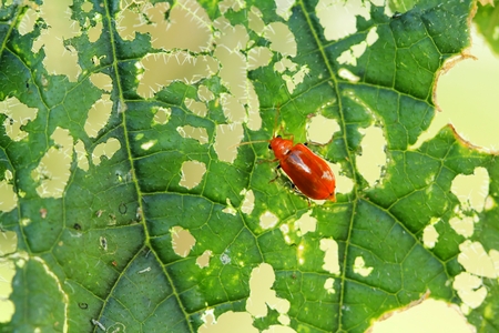 bug eat on leaf foliarの写真素材
