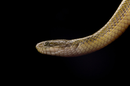 snake close upの写真素材