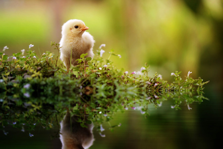 cute little chicken