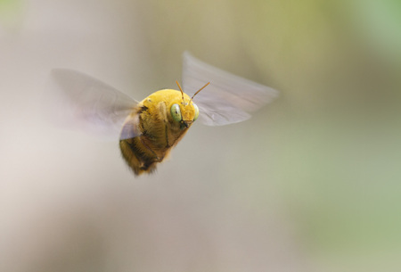 yellow carpenter beeの写真素材