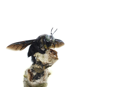 carpenter bee on with backgroundの写真素材