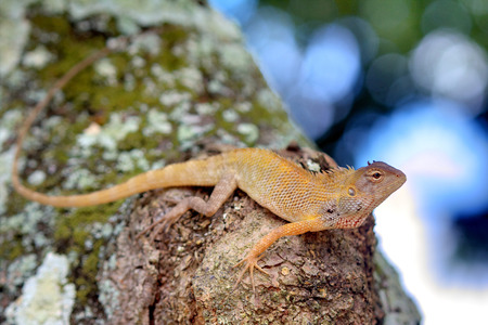 A close up of oriental garden lizard