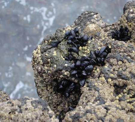 Shellfish on rock outcroppingの写真素材