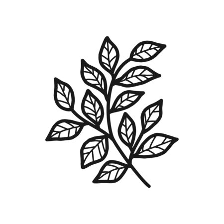 Vector designer elements set collection of green forest fern, tropical green eucalyptus greenery art foliage natural leaves herbs in hand drawn style. Decorative beauty elegant illustration for designのイラスト素材