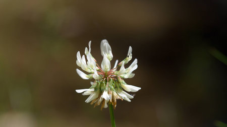 White Flower Openの写真素材