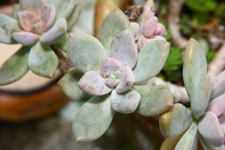 small green cactusの写真素材