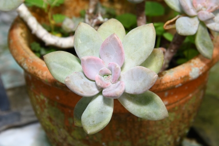 small green cactusの写真素材