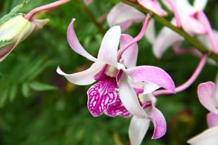 purple white orchidの写真素材