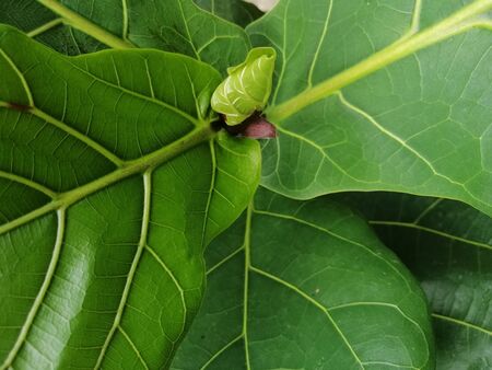 Top view of a plant named ficus lyrata or ketapangの写真素材