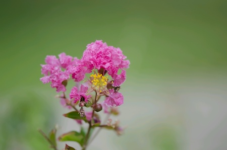 Pink flowerの素材