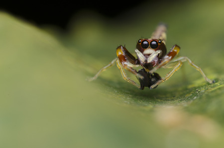 jumping spiderの写真素材