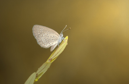 butterflyの写真素材