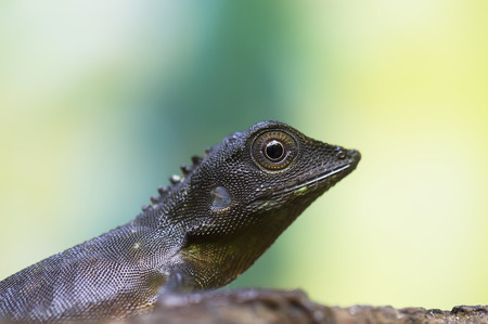 earless agamid