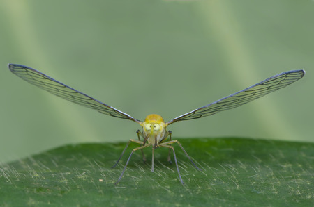 derbid planthopperの写真素材