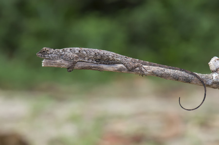 common gliding lizardの写真素材