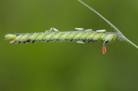 leafhooper on grass flowerの写真素材