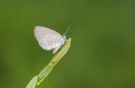 butterfly (zizina otis)の写真素材