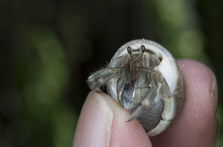 hermit crabの写真素材