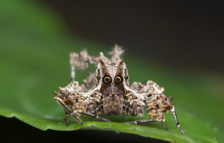 portia spiderの写真素材