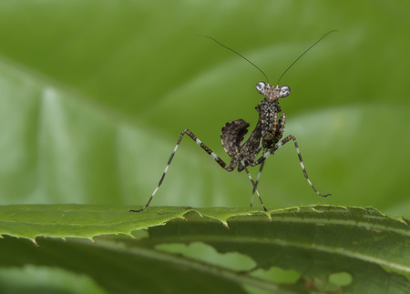 mantis nymphの写真素材