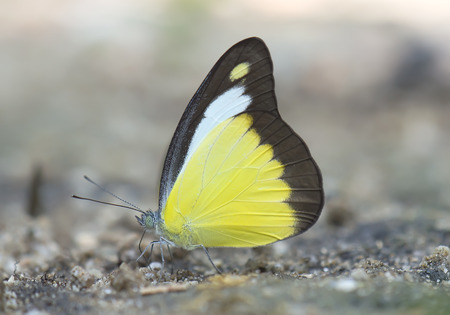 Chocolate Albatross butterflyの写真素材