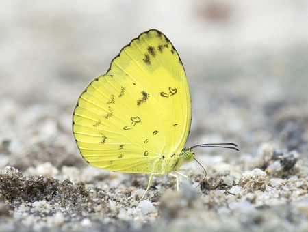 Common grass yellow butterflyの写真素材