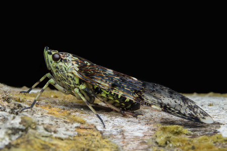 Dichoptera spの写真素材