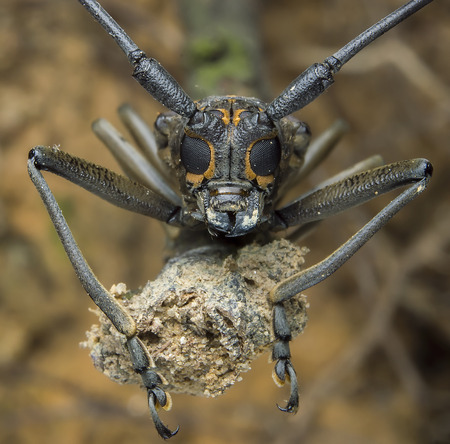 longhorn beetleの写真素材
