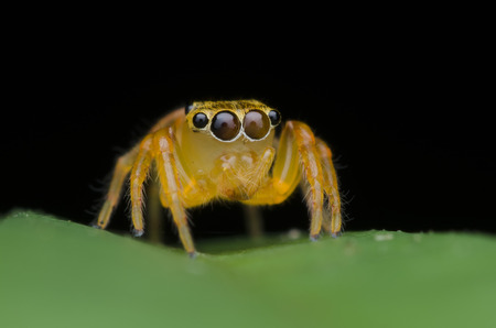 cute jumping spiderの写真素材