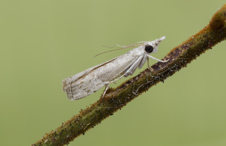 white mothの写真素材