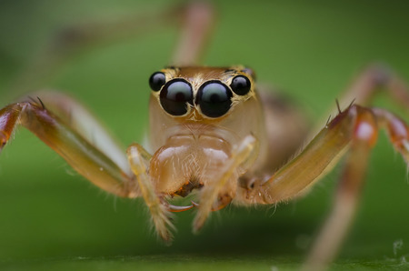 jumping spiderの写真素材