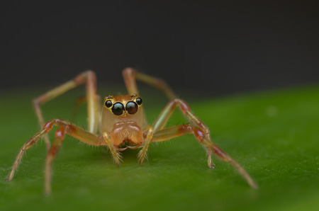 jumping spider