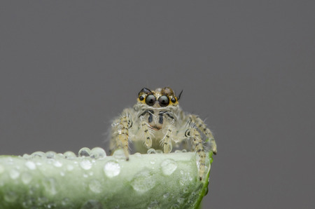 jumping spider and dropletの写真素材
