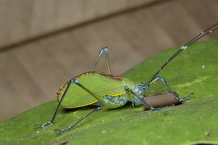 ornate katydidの写真素材