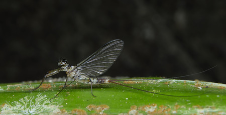 mayflyの写真素材