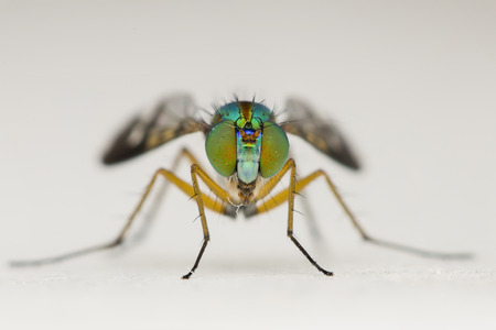 long-legged flies faceの写真素材