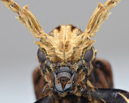 longhorn beeetleの写真素材