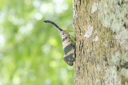 lanternbug  (pyrops spinolae)の写真素材