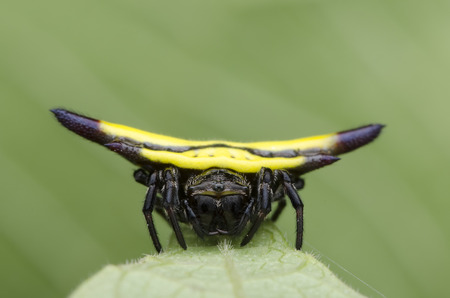 spiny orb spiderの写真素材