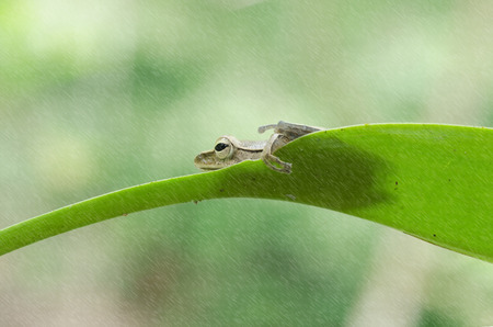 waiting in the rainの写真素材